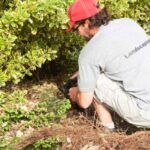 How Much Does Bush Removal Cost in 2025?