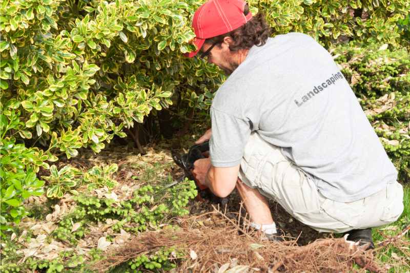 Landscaper removing bushes from ground