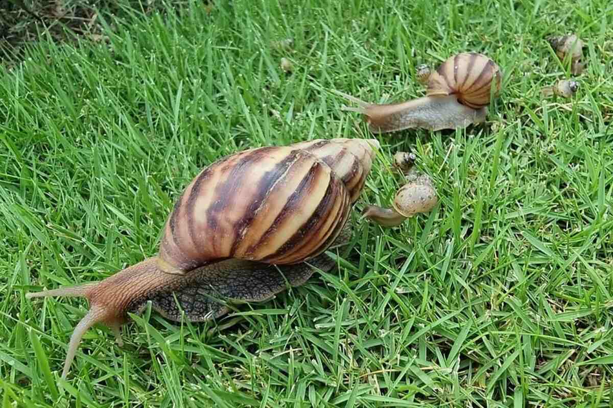 snail family moving across a lawn