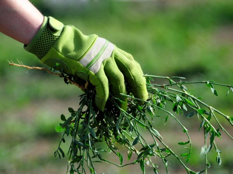 pulling weeds by hand