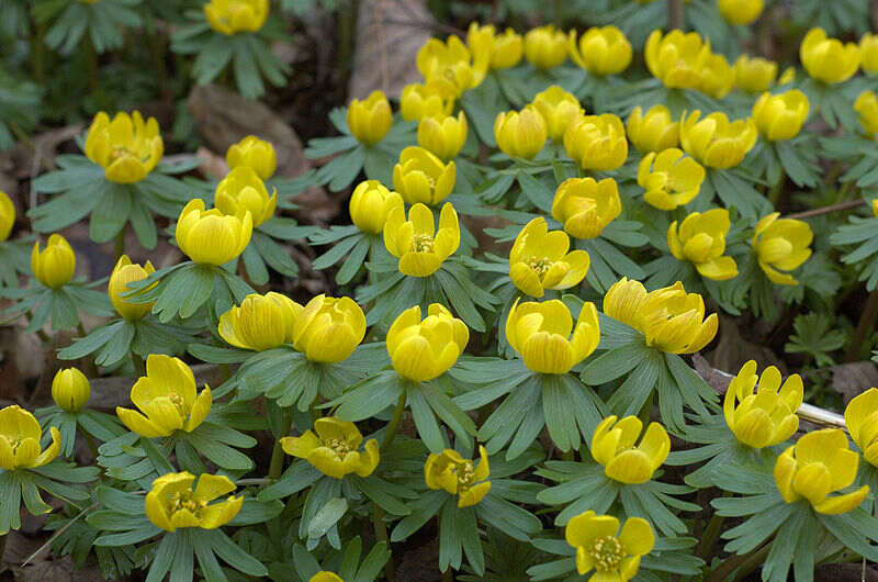 yellow colored flowers on a plant