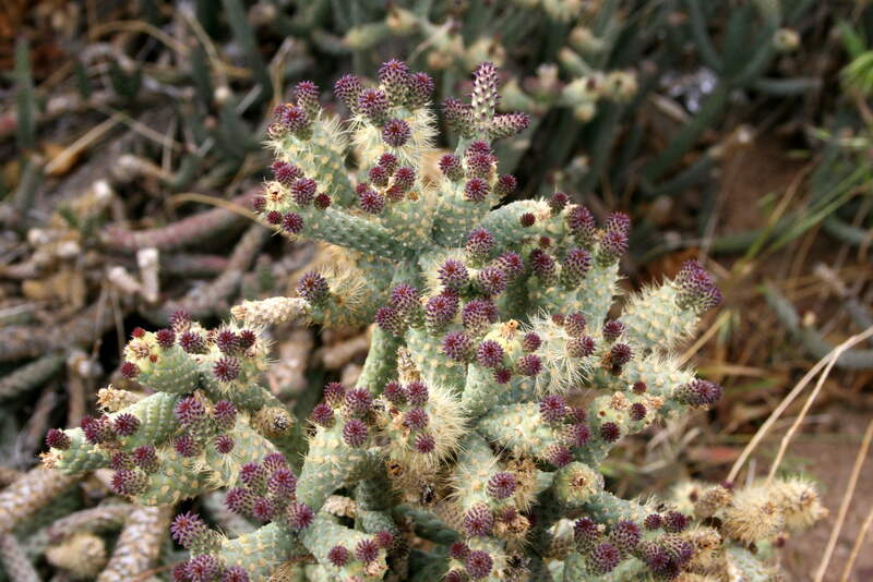 closeup of Cylindropuntia ramosissima plant