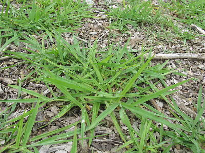 closeup of dallisgrass weed