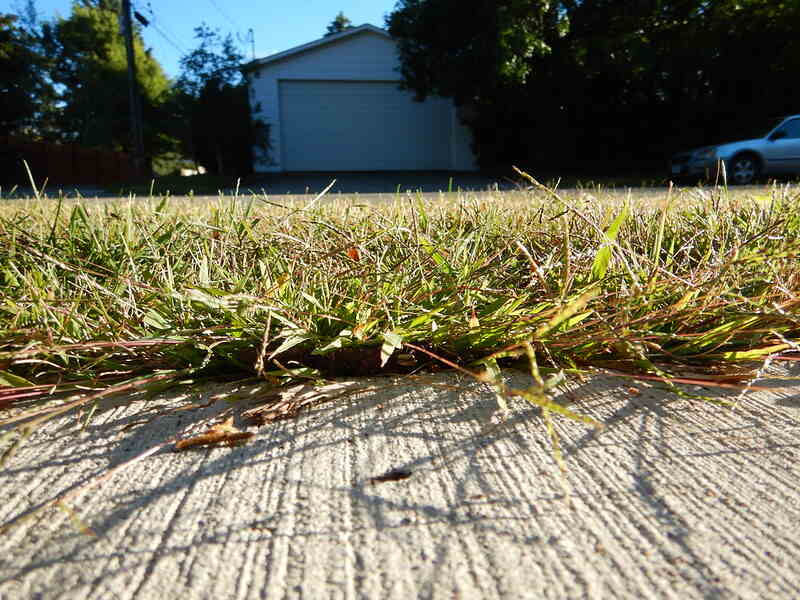 smooth crabgrass across the sidewalk