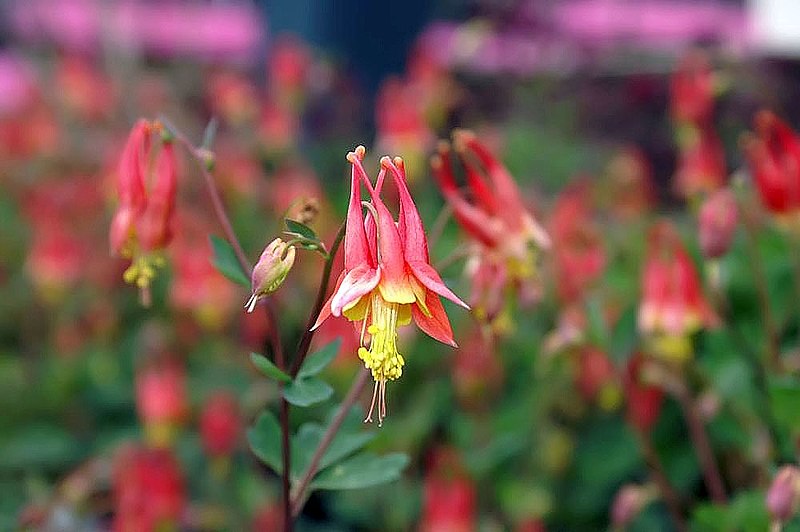 closeup of columbine flower