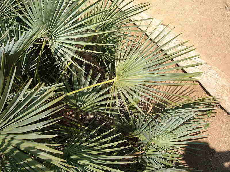 closeup of mediterranean fan palm