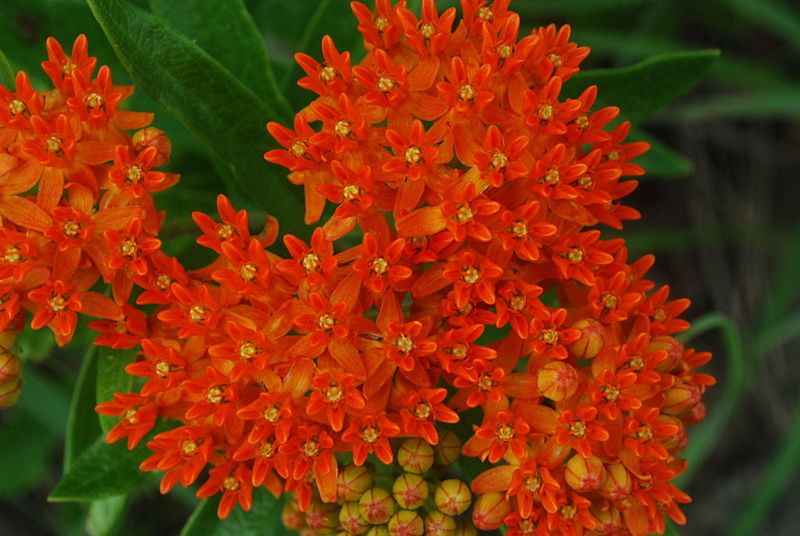 close up of butterfly milkweed flower