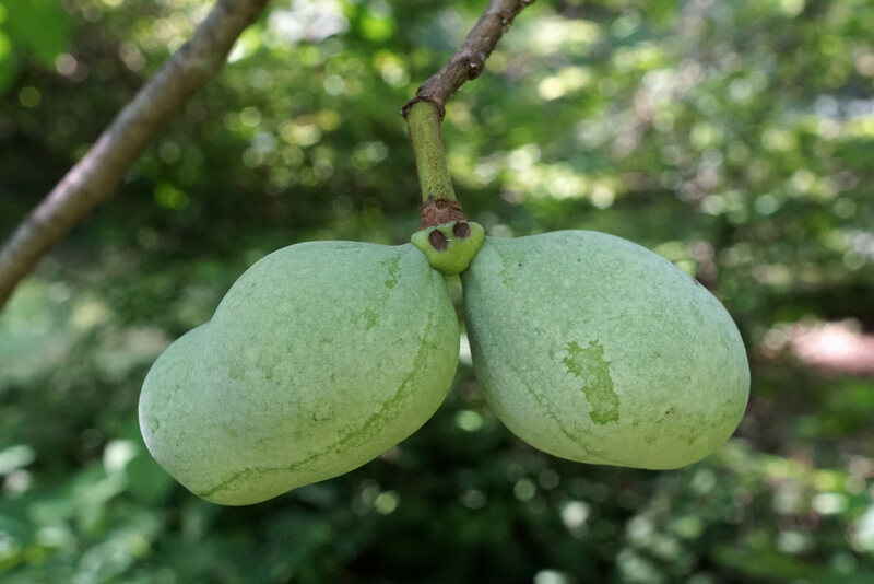 closeup of pawpaw tree fruit