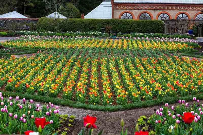 Biltmore Estates - Tulip Garden