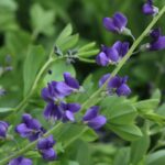 12 Virginia Native Plants