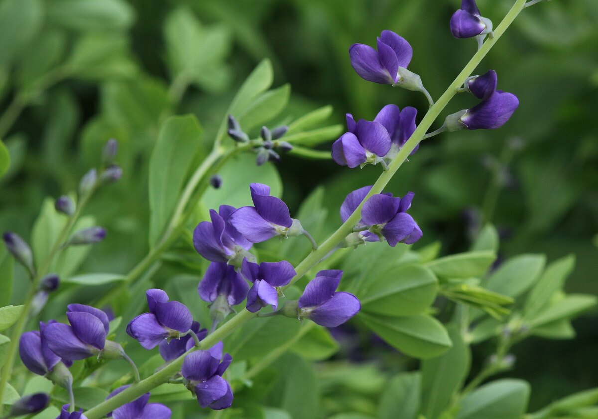 purple colored flowers on a blue wild indigo