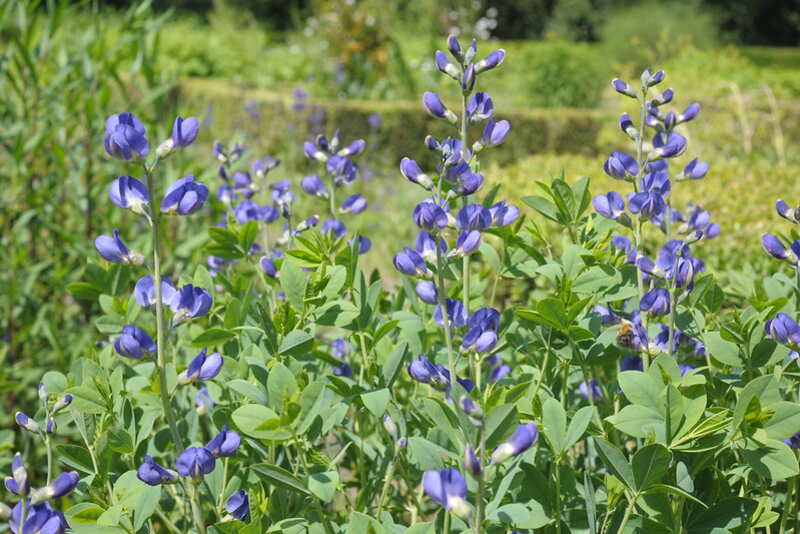 Beautiful purple color flowers of Baptisia australis