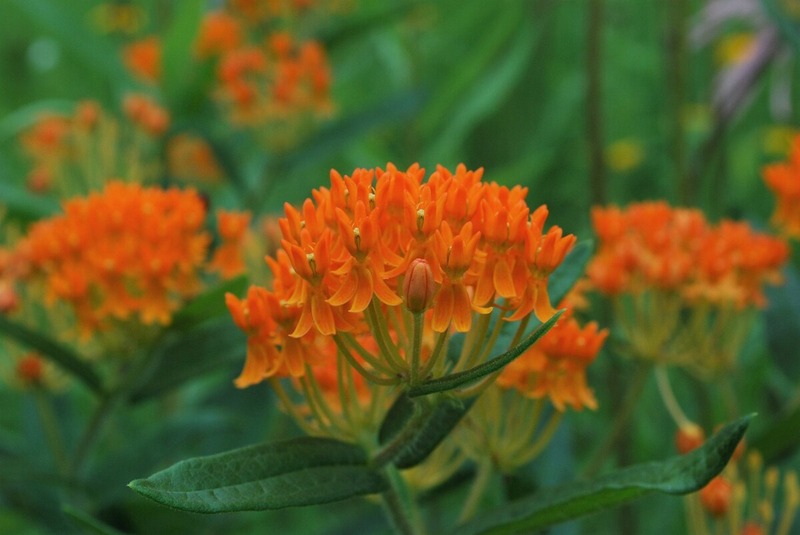 closeup image of butterfly milkweed