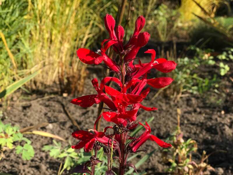 picture of cardinal flower plant
