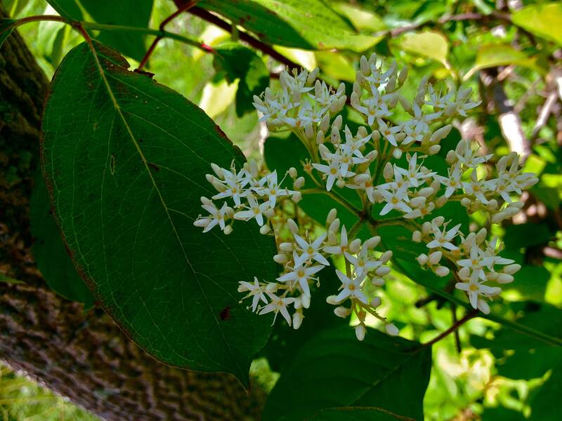 closeup of Silky Dogwood plant