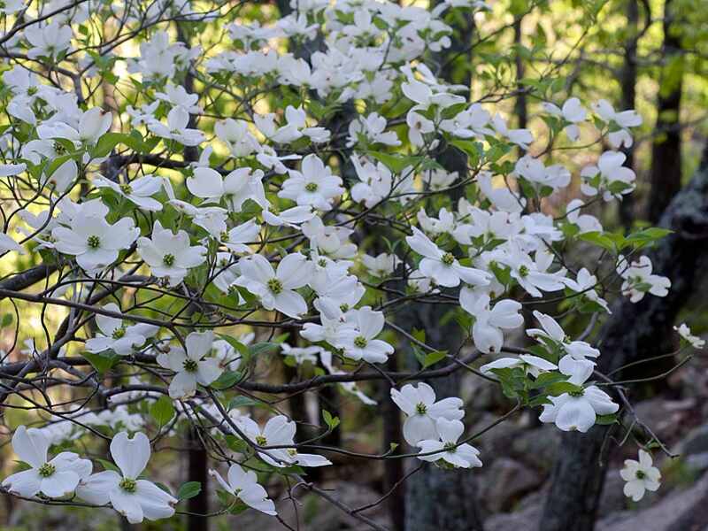 Beautiful white flowers of flowering dogwood