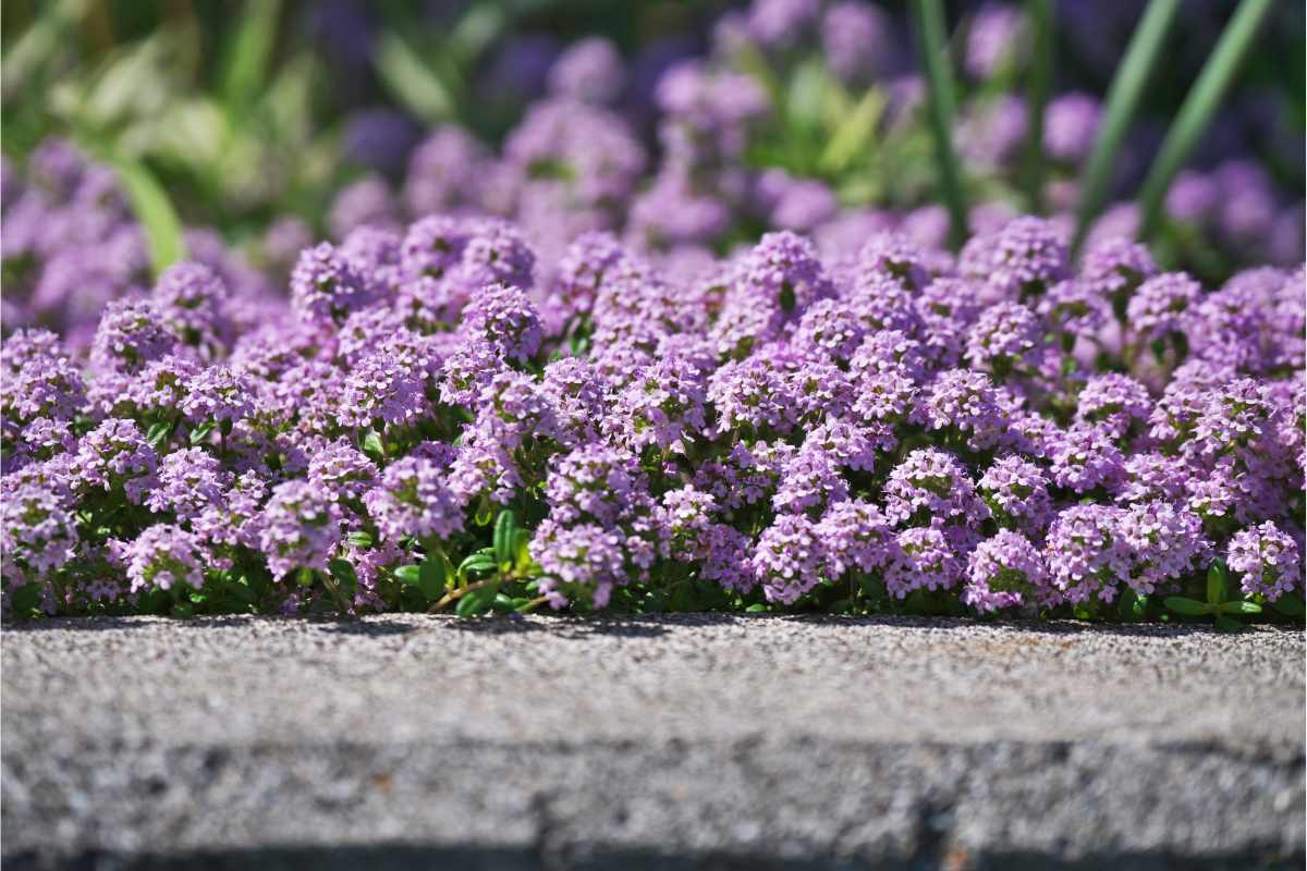 large number of flowers on a creeping thyme plant