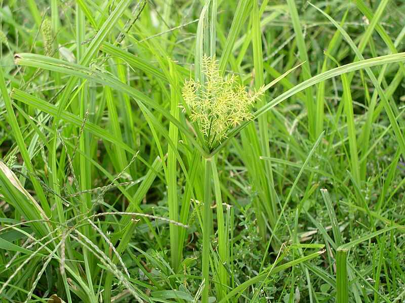 Yellow nutsedge