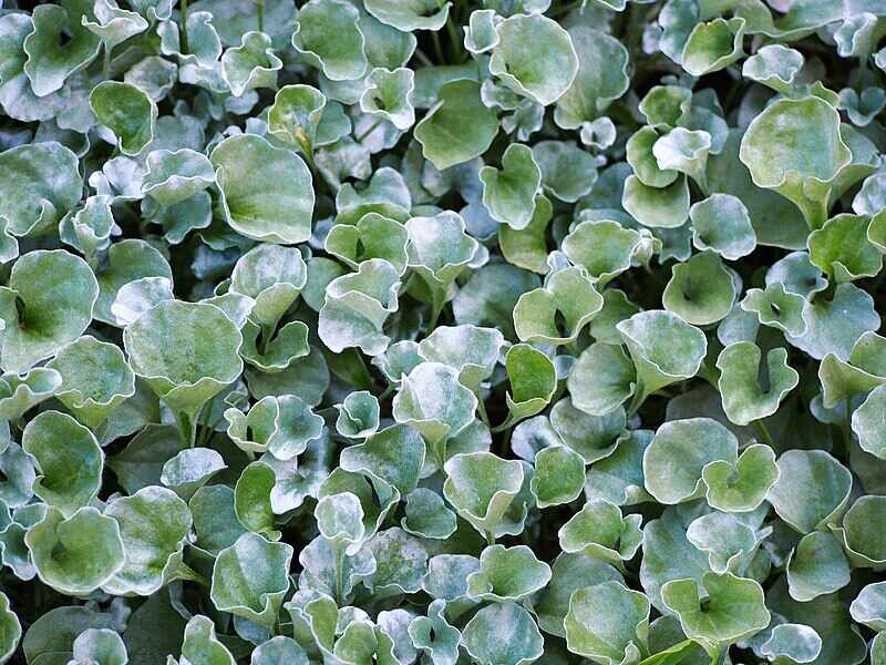 closeup of a silver ponyfoot plant