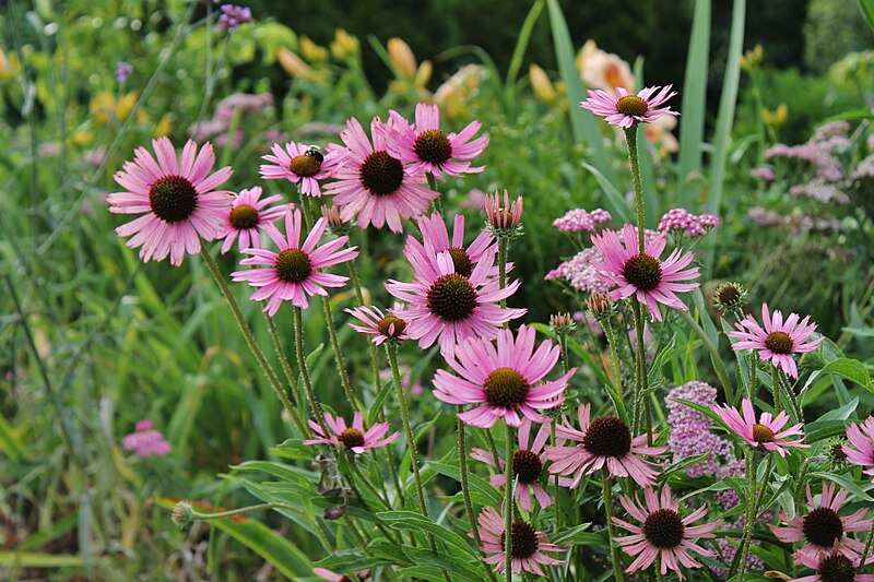 image of group of Tennessee Purple Coneflowers