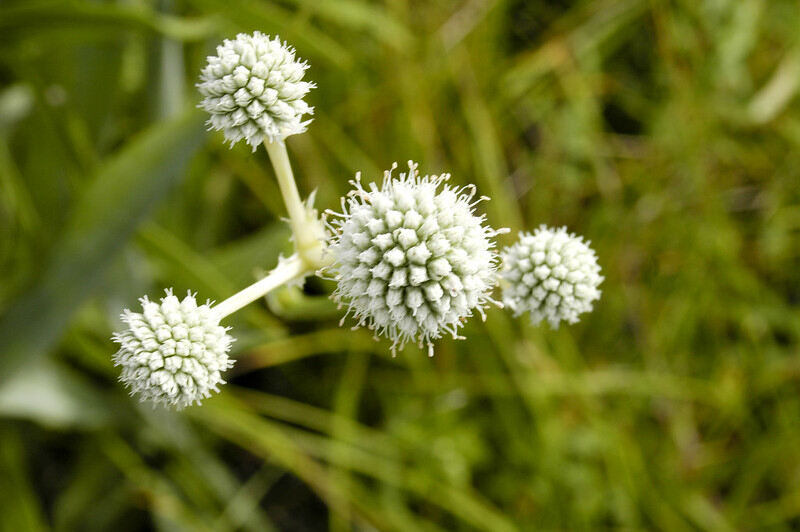 closeup of rattlesnake master flowers