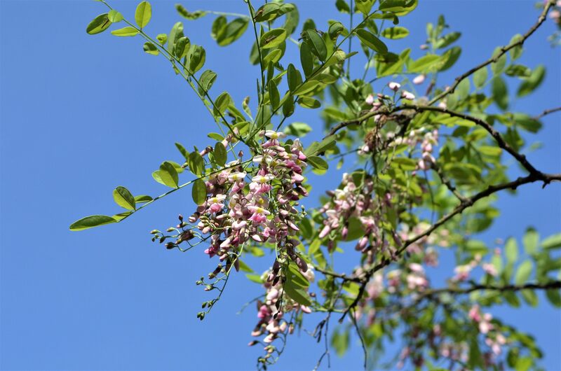 closeup of a Eves Necklace plant