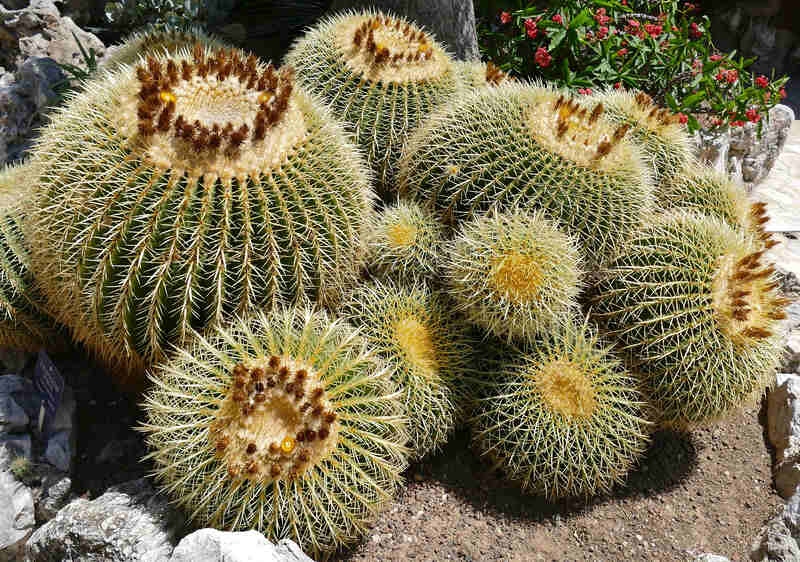 closeup of golden barrel cactus plant