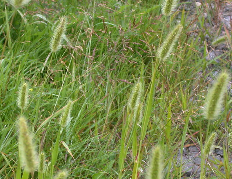 closeup of green foxtail weed