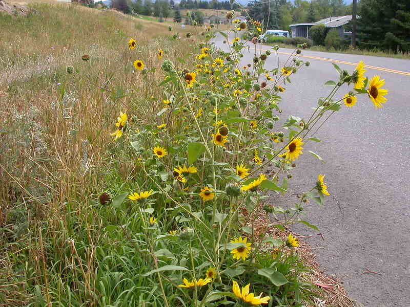 Yellow colored common sunflower along roadside
