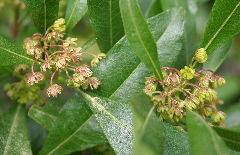 hopbush plant closeup