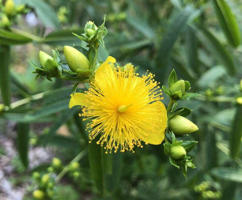 close-up of yellow flower of Shrubby St. John's Wort 