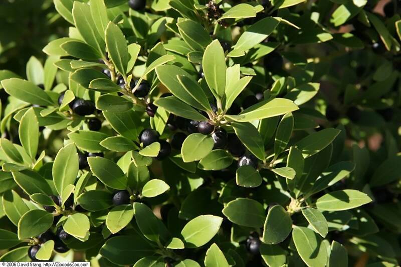 closeup of the inkberry plant