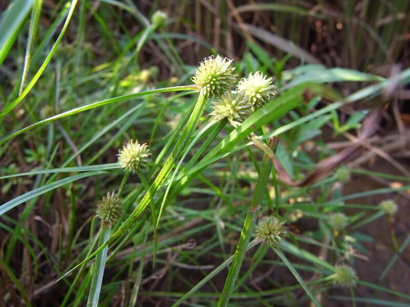 closeup of Green Kyllinga plant 