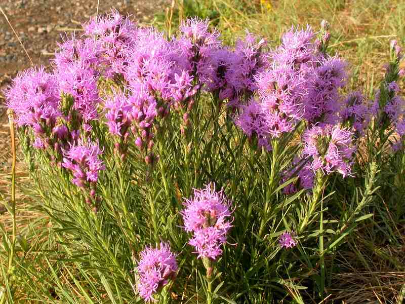 Purple colored flowers of dotted blazing star
