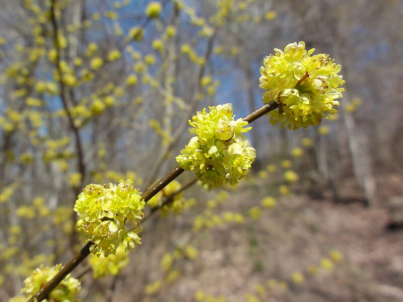 close up of yellow flowers of common spicebush