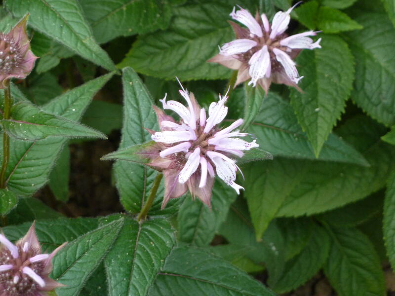 pink flowers of monarda bradburiana