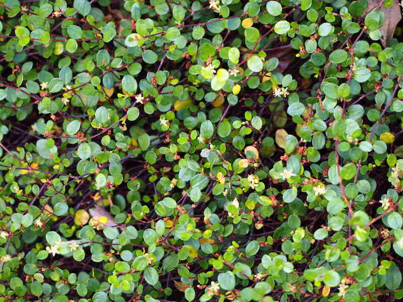 closeup of creeping wire vine groundcover