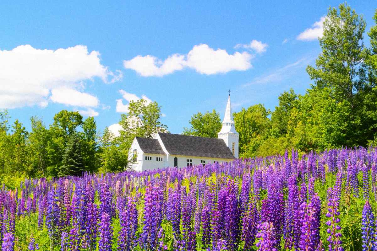 Field of purple lupines in bloom surrounds a small white church with steeple, set against green trees and blue sky.