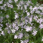 24 Best Tennessee Native Plants