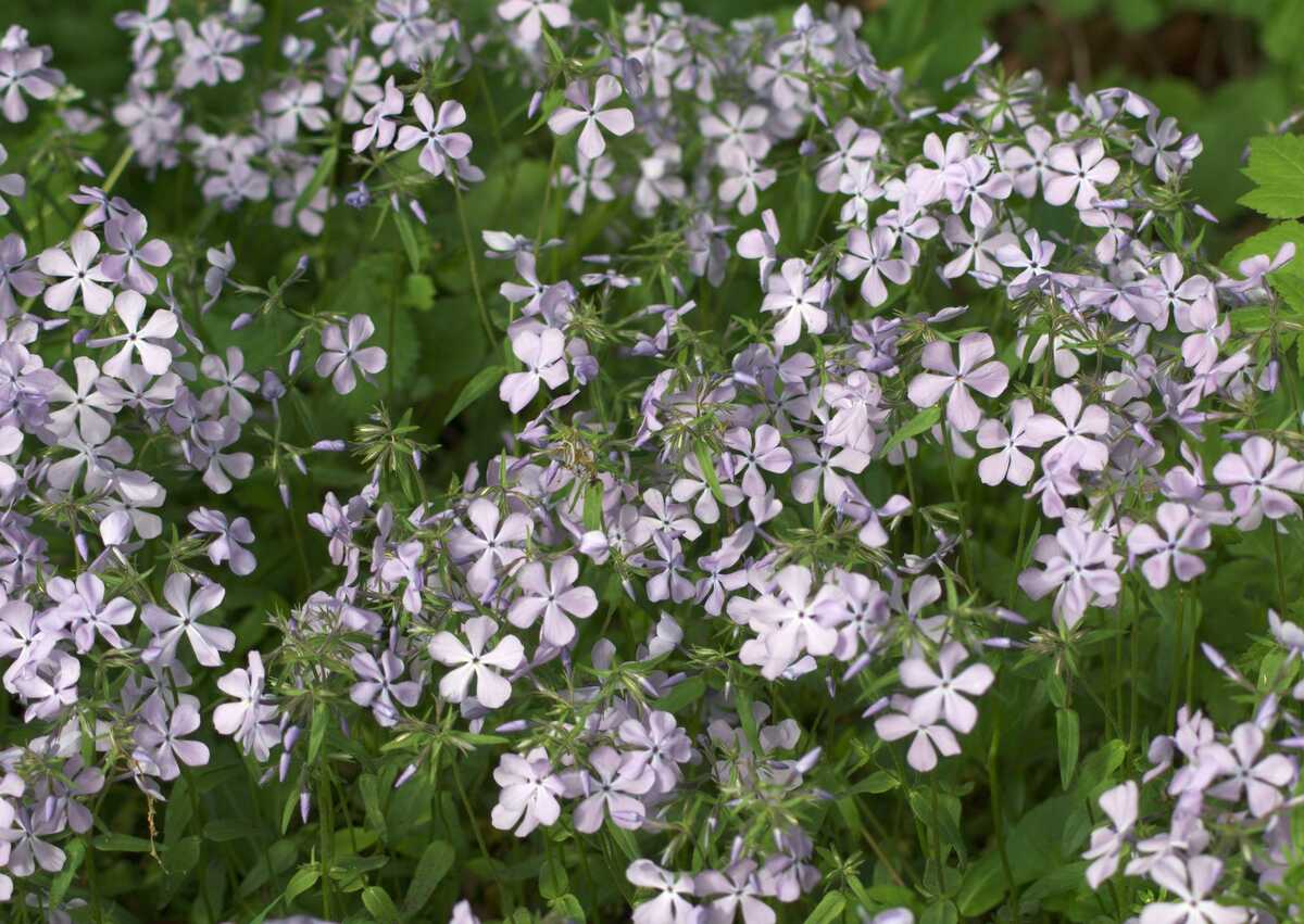 violet colored purple flowers on a plant
