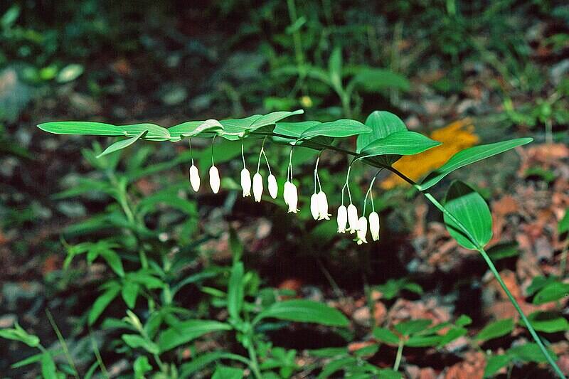 closeup of Solomon's seal plant with flowers