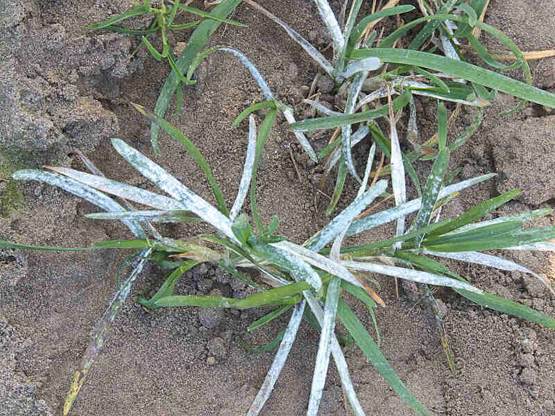 powdery mildew disease on grass