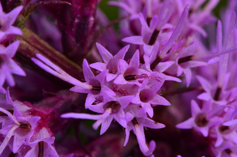Close-up of purple flowers from prairie blazing star