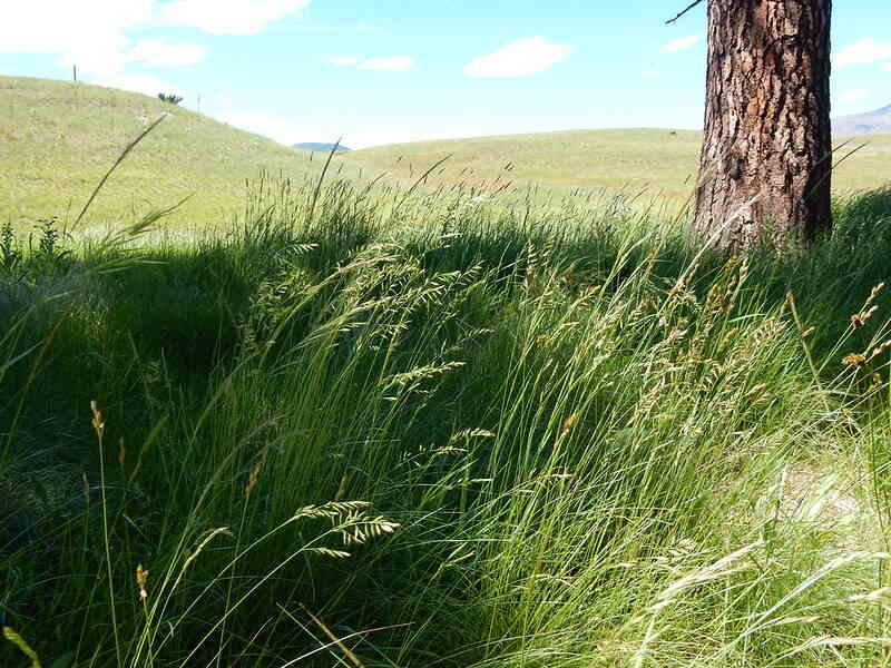 Red fescue with blue background