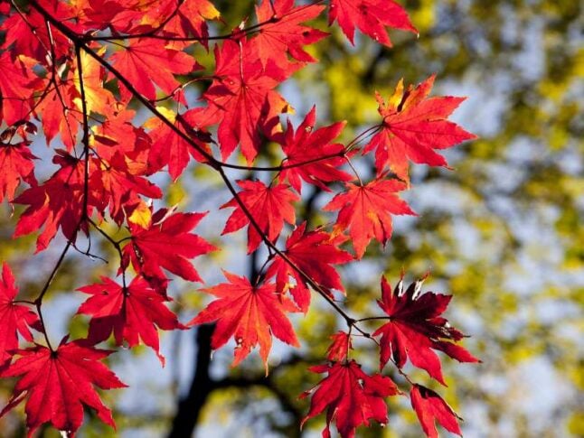 Beautiful red colored leaves of acer rubrum