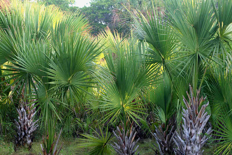 closeup of a Mexican palmetto plant