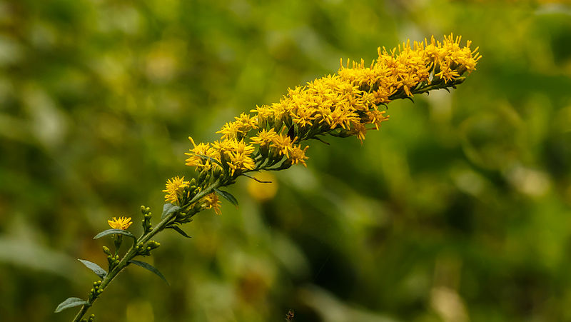 closeup of the winkleleaf goldenrod