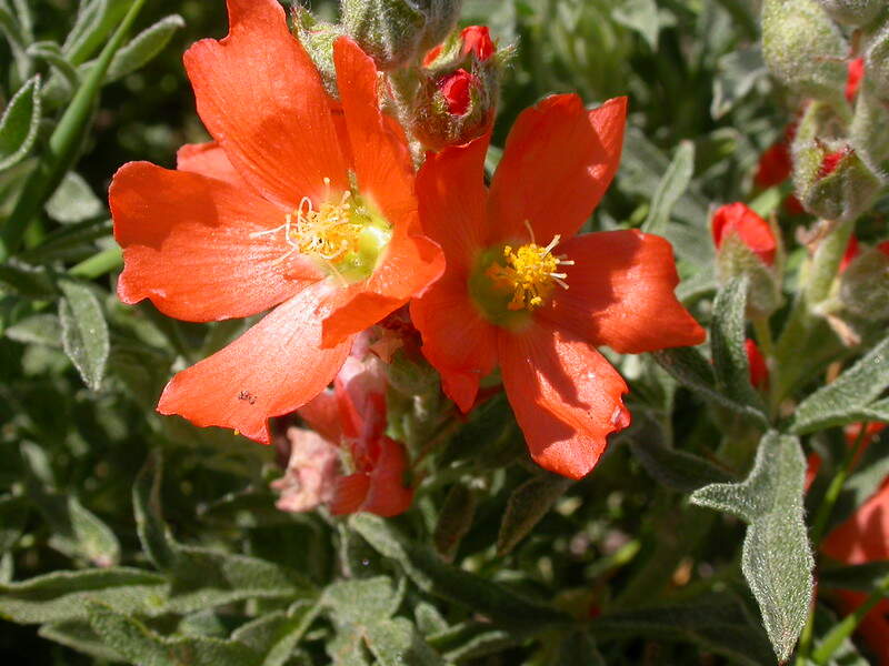 closeup of scarlet globemallow plant