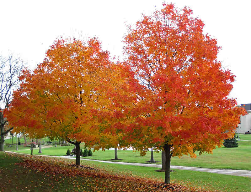 sugar maple trees in fall colors
