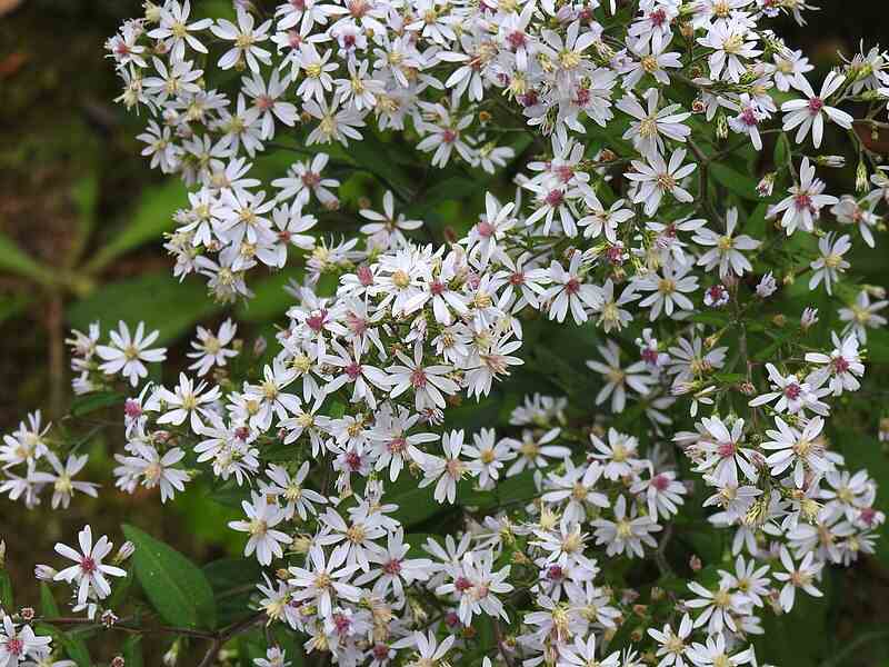 a lot of white-colored flowers of Common Blue Wood Aster